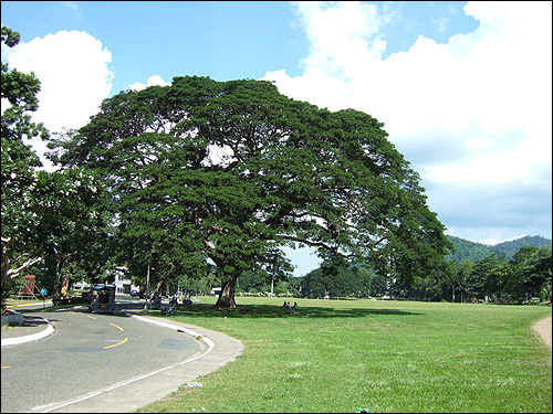 한 달 동안 머물렀던 필리핀국립대학 라스바뇨스 캠퍼스(UPLB). 나는 이따금 레인 트리(Rain tree)라고 부르기도 하는 아카시아 그늘 아래에서 휴식을 취했다. 